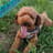 My dog named Match